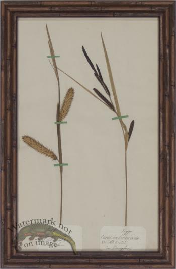 Herbarium BbF 22